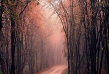 佩德里本赛季已送出7次助攻，创个人单赛季新高.